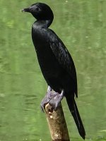 Little Cormorant.jpg