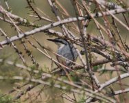 Rock Nuthatch W2.jpg