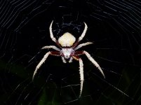 Spider A.GreenCastleEstate21January20181.JPG