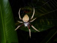 Spider A.GreenCastleEstate21January20182.JPG