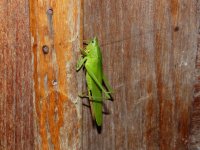 Tettigonidae sp.TranquilityEstateB&Bgarden,JacksHill,Kingston,Jamaica,18January20182.JPG