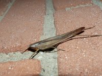 Tettigonidae sp.TranquilityEstateB&Bgarden,JacksHill,Kingston,Jamaica,18January20183.JPG