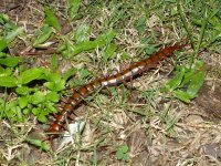 Scolopendra sp.Centipede spGreenCastleEstate,RobinsBay,OchoRios Jamaica,21January20181.JPG