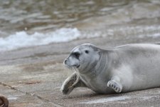 Bearded Seal (6).jpg