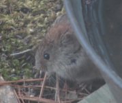 small vole.jpg