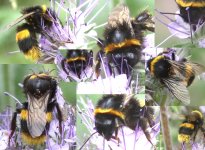 Bumble for id 30 July 2018.jpg