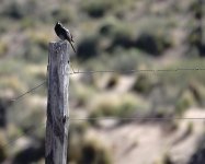 DSC00411 Band-tailed Sierra Finch @ altiplano.jpg
