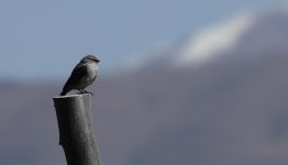 DSC00460 Plumbeous Sierra Finch @ altiplano.jpg