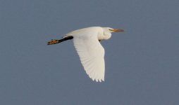 Chinese Egret 7bk3.jpg