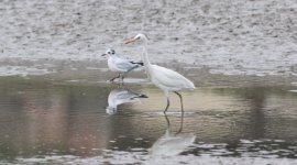 Chinese Egret 8743.jpg