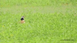 2018.05.10 Little Bustard.JPG