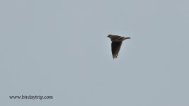 2018.05.10 Calandra Lark.JPG