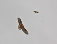 L l Buzzard and Kestrel.jpg