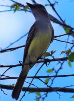 Tropical Kingbird.jpg