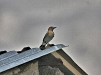 Isabelline Wheatear2.jpg