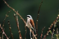 Red b Shrike2.jpg