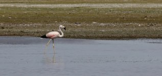 DSC00493 Andean Flamingo @ altiplano.jpg