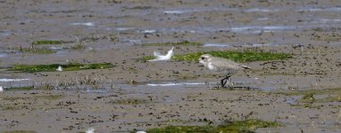 DSC00483 Puna Plover @ altiplano.jpg