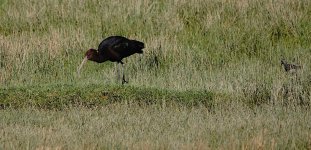 DSC00504 Puna Ibis @ altiplano.jpg