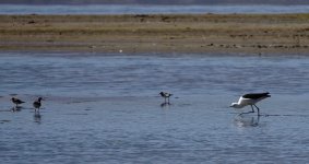 DSC00481 Andean Avocet @ altiplano.jpg