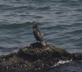 cormorant1A.jpg