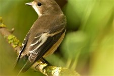 P1940879ed 50sm Pied Fly.jpg