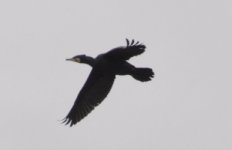 cormorant3.jpg