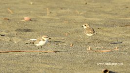 2018.07.31 Kentish Plovers.JPG