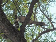 Indian Grey Hornbill.jpg