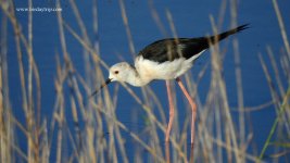 2018.07.31 Black-winged Stilt.JPG