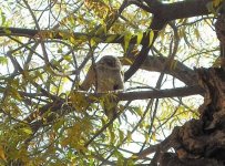 Spotted Owlet.JPG