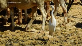 2018.07.31 Cattle Egret.JPG