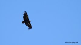 2018.07.31 Black Vulture.JPG