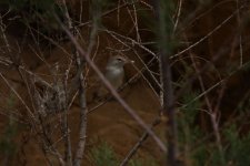 Upcher's Warbler.jpg