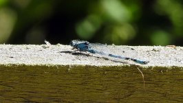 DAMSELFLY - RUTLAND WATER EGLETON RESERVE 30 06 2018 (64A).jpg