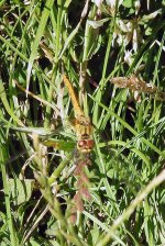 DAMSELFLY 2 - RUTLAND WATER EGLETON RESERVE 30 06 2018 (139A).jpg