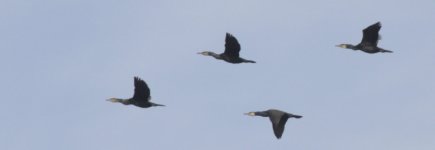 cormorants4.jpg