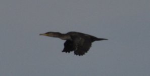 cormorants9.jpg