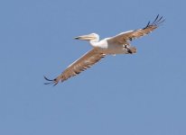 Dalmatian pelican Kalloni SP 280818 photo K Mauer.JPG