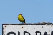 yellow wagtail video 007.jpg