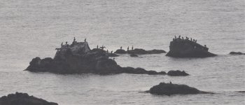 cormorants19.jpg