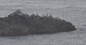 cormorants21.jpg