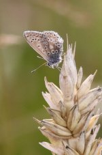 Small Butterfly b to id 1 August 2018.jpg