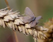 Small Butterfly to id.jpg