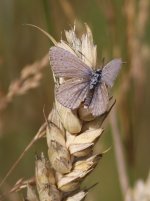 Small Butterfly c to id.jpg