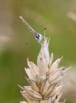 Small Butterfly d to id.jpg