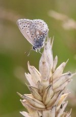 Small Butterfly f to id.jpg