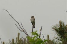 P1910261ed Spotted Flycatcher50.jpg