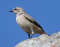 Northern Wheatear 02.JPG