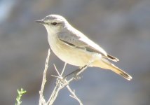 Northern Wheatear 002.JPG